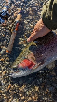 ニジマスの釣果