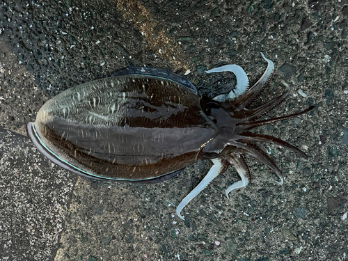 モンゴウイカの釣果