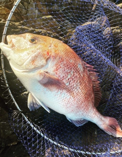 マダイの釣果