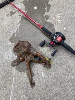 タコの釣果
