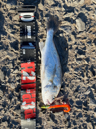 シログチの釣果