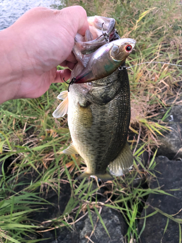 ブラックバスの釣果