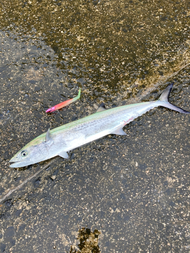 サゴシの釣果