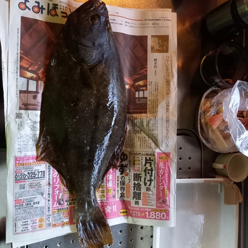 ヒラメの釣果