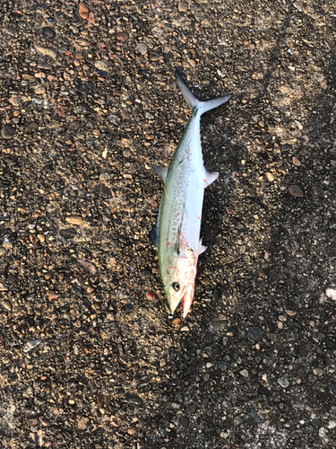 サゴシの釣果