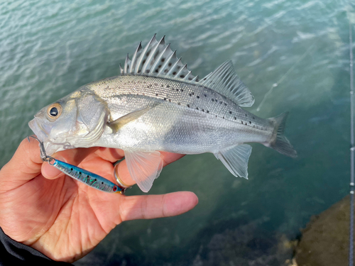 フッコ（マルスズキ）の釣果