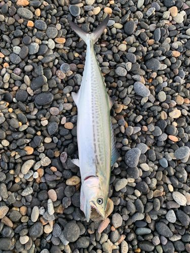 サゴシの釣果