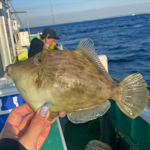 カワハギの釣果