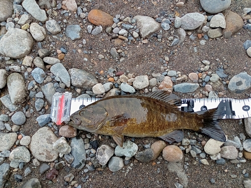 スモールマウスバスの釣果