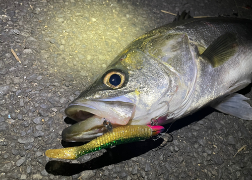 シーバスの釣果