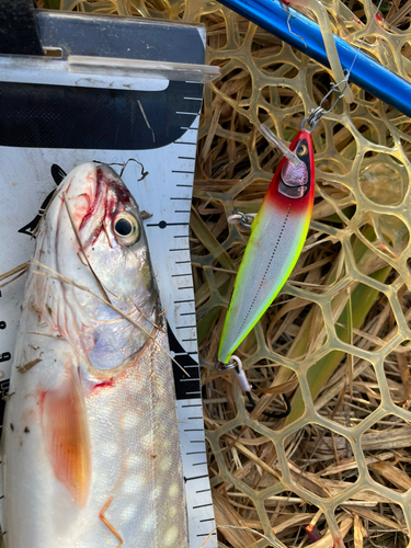 アメマスの釣果