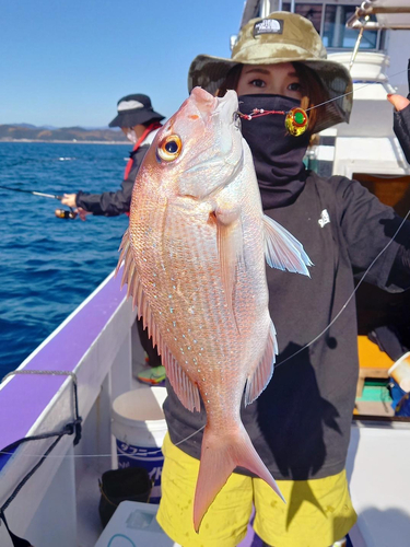 マダイの釣果