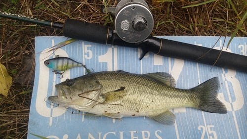 ブラックバスの釣果