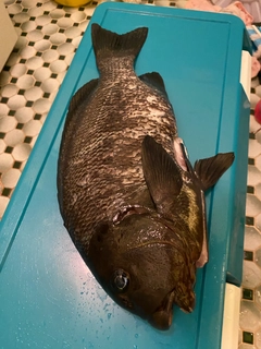 オキナメジナの釣果