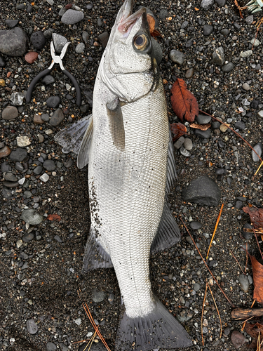 ヒラスズキの釣果