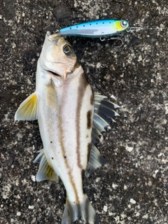 コトヒキの釣果