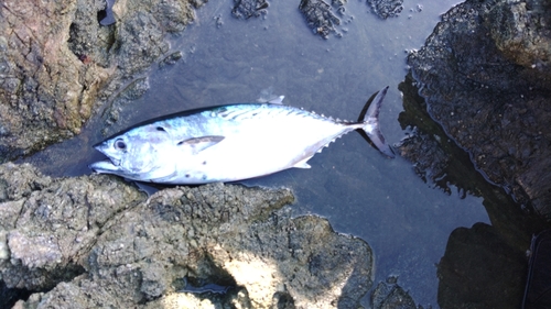 ヤイトの釣果