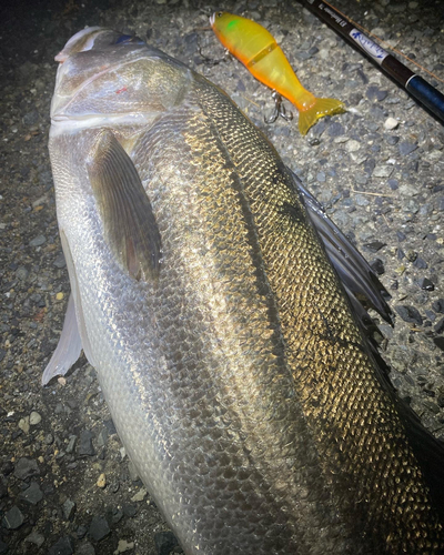 シーバスの釣果