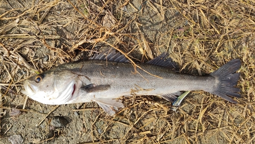 スズキの釣果