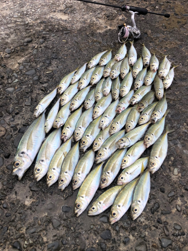 アジの釣果