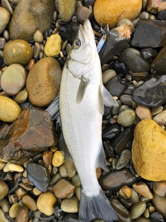 ヒラスズキの釣果