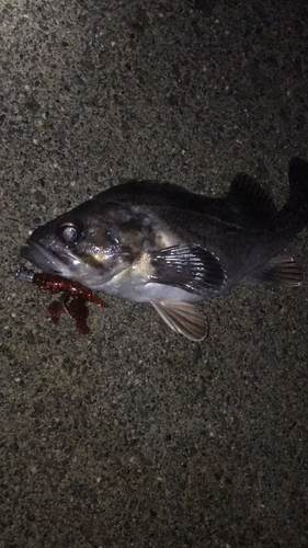 クロソイの釣果