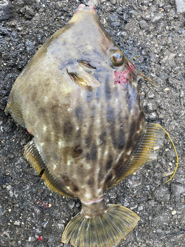 カワハギの釣果