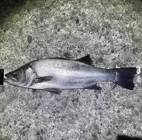 ヒラスズキの釣果