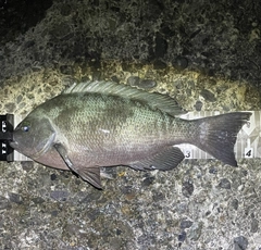 クチブトグレの釣果