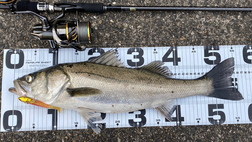 シーバスの釣果