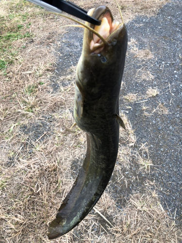 ナマズの釣果