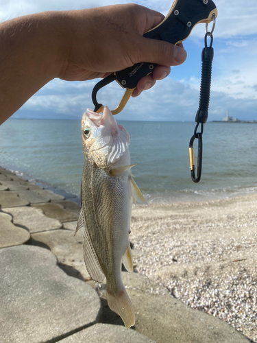 シログチの釣果