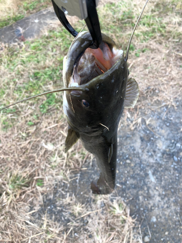 ナマズの釣果