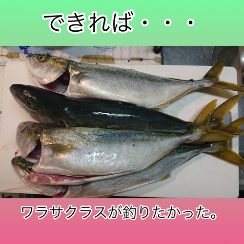 イナダの釣果