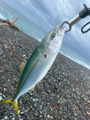 イナダの釣果