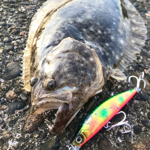 ソゲの釣果