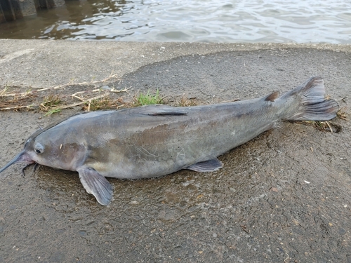 アメリカナマズの釣果