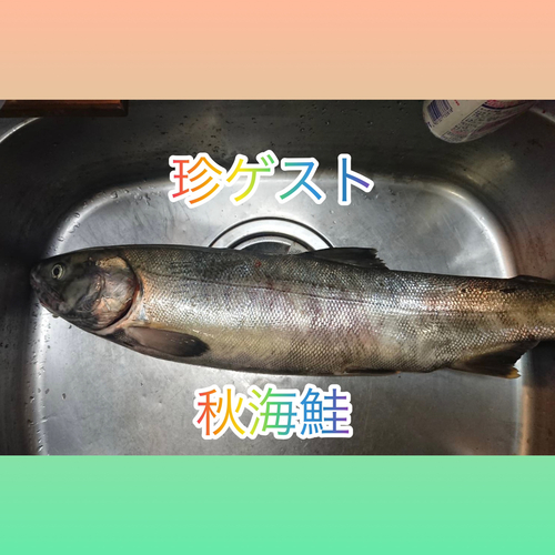 シロザケの釣果