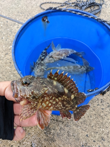 アラカブの釣果