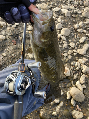 スモールマウスバスの釣果