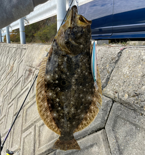 ヒラメの釣果