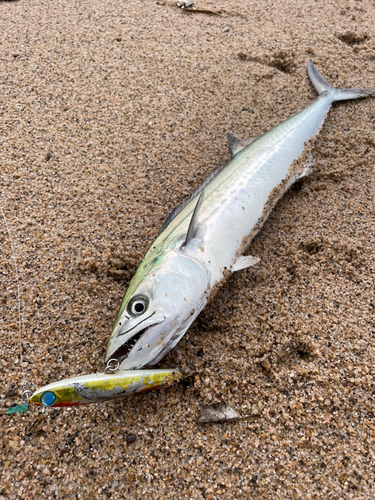 サゴシの釣果