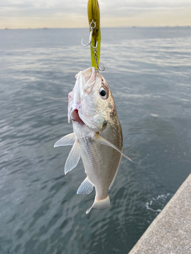 イシモチの釣果