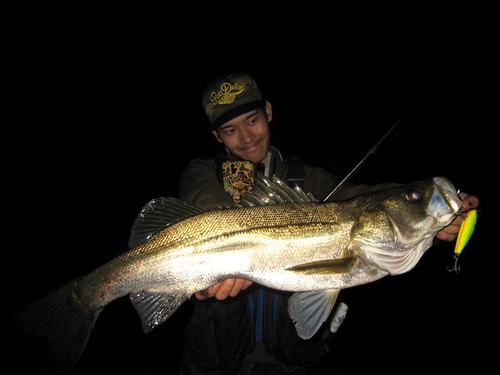 シーバスの釣果