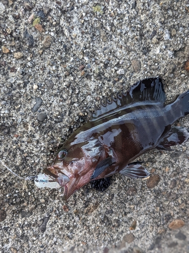 ヤミハタの釣果