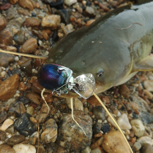 ナマズの釣果