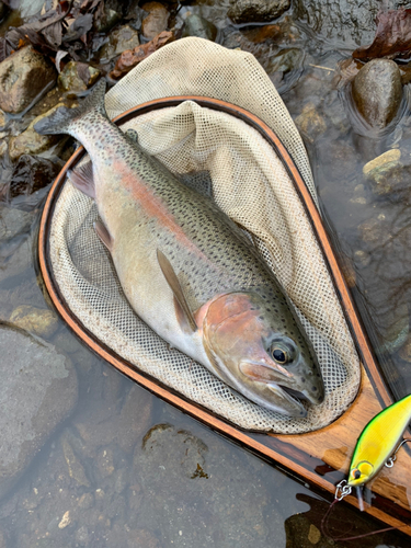 ニジマスの釣果