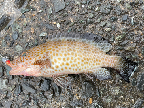 オオモンハタの釣果