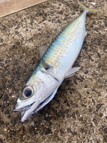 サバの釣果