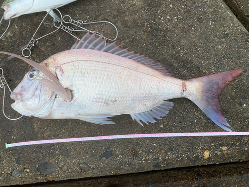 マダイの釣果